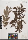 Foto von Salix cinerea L. x Salix viminalis L.